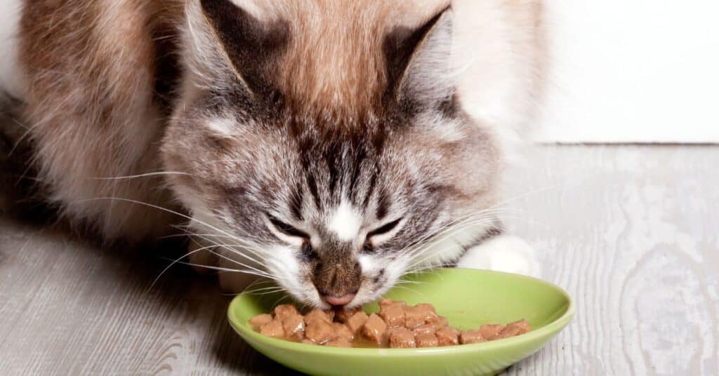 כיצד לבחור אוכל מומלץ לחתולים? 