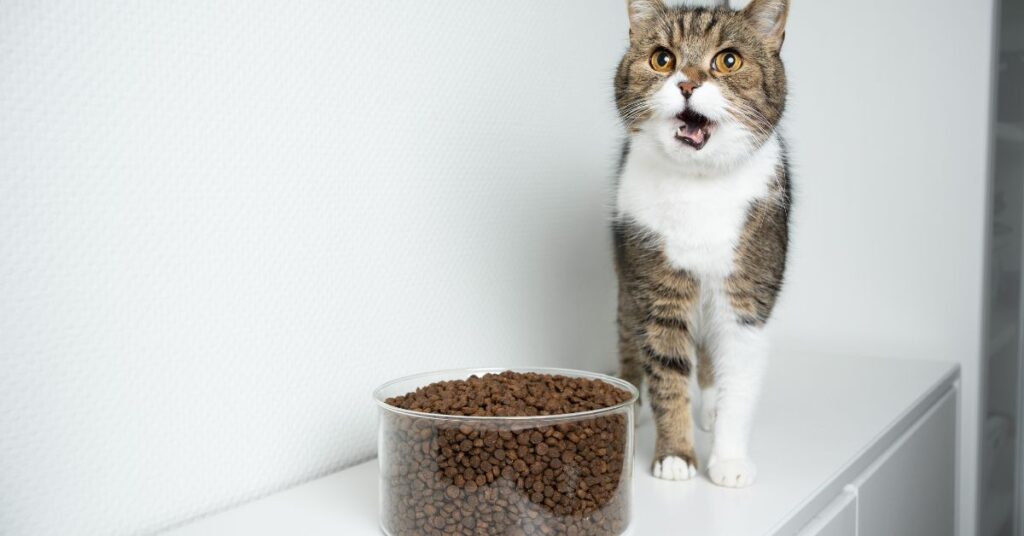 מזון מומלץ לחתולים – מה כדאי לדעת