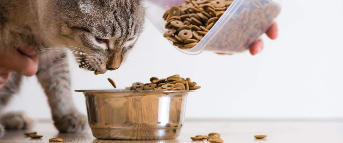 מה האוכל המומלץ לחתולים